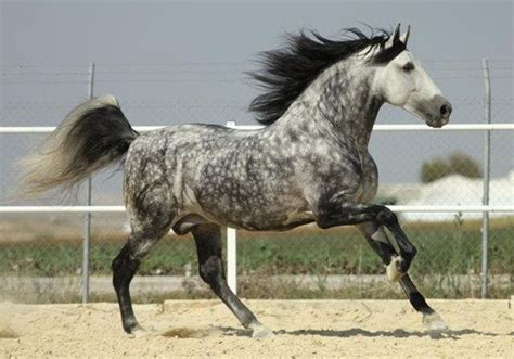 Cheval Pure Race Espagnole gris avec crinière abondante