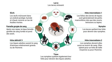 Illustration d'une larve de tique sur une feuille d'herbe en position de quête.
