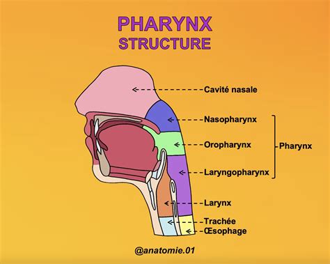 Anatomie du pharynx équin