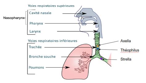 Diagramme des voies respiratoires supérieures du cheval