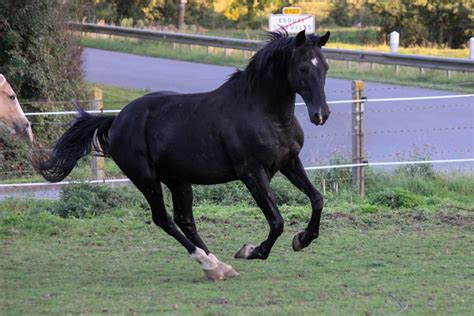 Cheval noir avec une balzane blanche