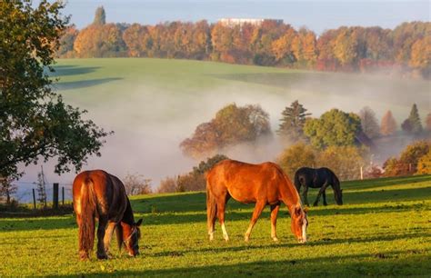 Cheval au galop dans un paysage rural