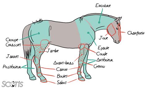 Diagramme de l'anatomie d'un cheval