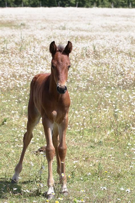 Image d'un jeune poulain trotteur lors de sa préparation