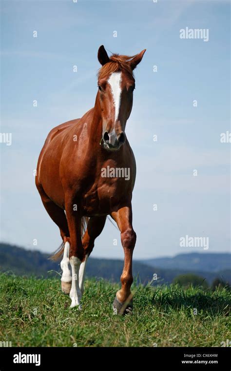 Cheval au trot sur un chemin de campagne