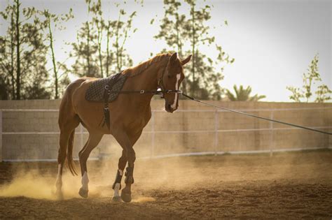 Cheval au travail sans enrênements, montrant une posture naturelle