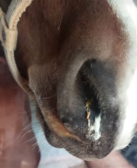 Cheval présentant un écoulement nasal