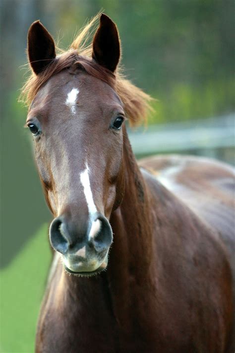 Cheval avec un nez sain