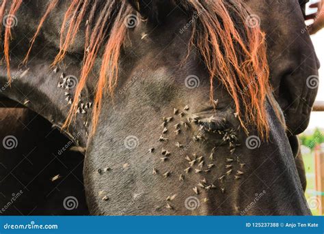 Mouche sur un cheval
