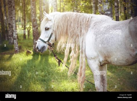 Jument avec une crinière longue et soignée