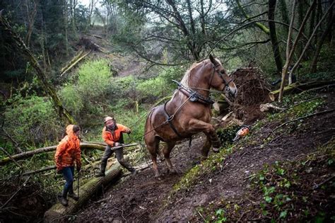 Cheval dans la forêt de l'Estérel