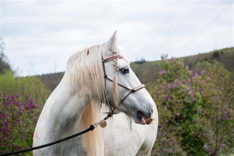Schéma comparatif des licols traditionnels et éthologiques