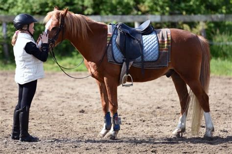 Un cavalier débutant caressant un poney