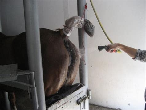 Vagin artificiel de jument