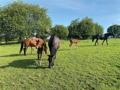 Groupe de chevaux au pré