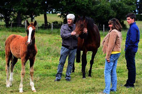 Un propriétaire de chevaux de courses observant ses chevaux dans un pré