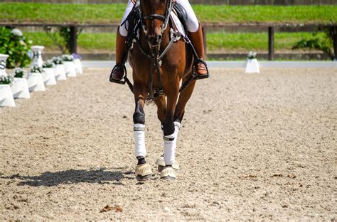 Cheval au travail avec des guêtres