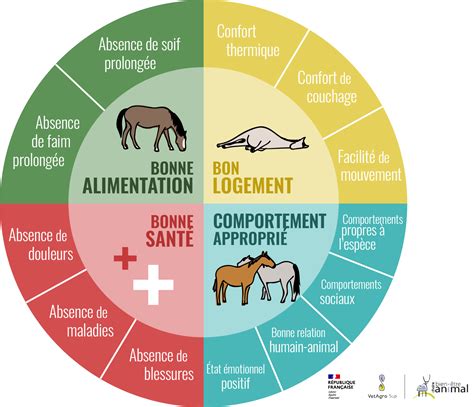 Infographie expliquant les besoins fondamentaux d'un cheval