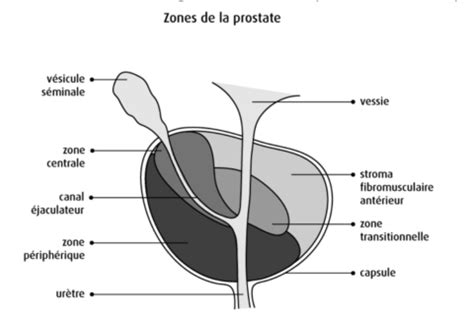 Schéma de la prostate et de ses environs anatomiques