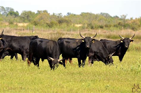 Groupe de taureaux camarguais dans un pré