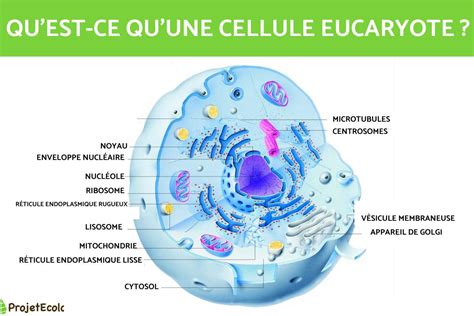 Schéma d'une vulvoplastie