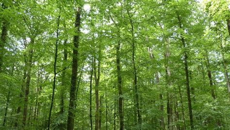 Cheval au milieu d'une forêt de chênes dans les Madonies