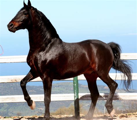 Cheval Sanfratellano dans les Nebrodi