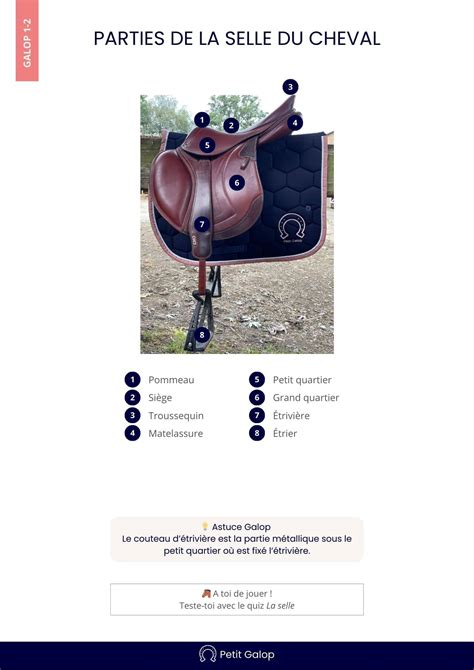 Diagramme des points de contact entre la selle et le cheval