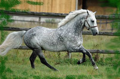 Cheval gris en train d'être pansé
