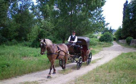 Diagramme comparatif de différents types de calèches et voitures hippomobiles