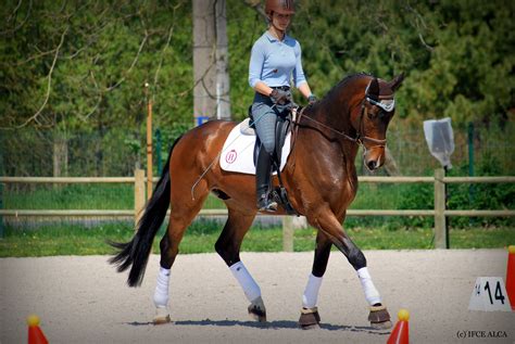 Cavalier débourrant un jeune cheval