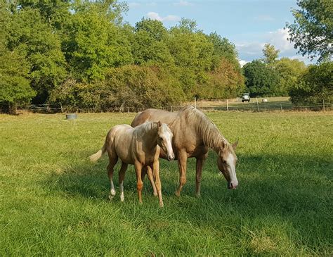 Élevage de chevaux pur-sang