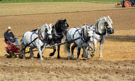chevaux de trait travaillant dans un champ