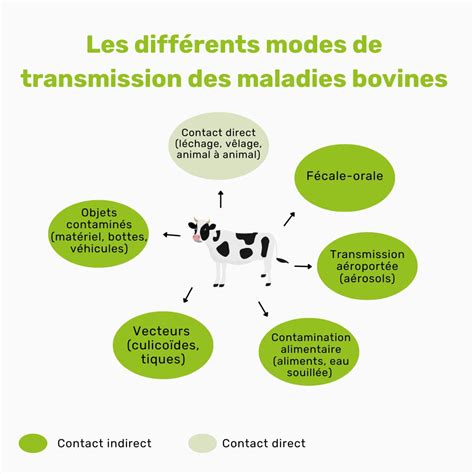 Bovins avec des problèmes de locomotion
