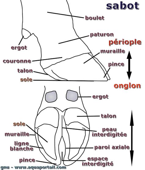 Anatomie d'un sabot de bovin