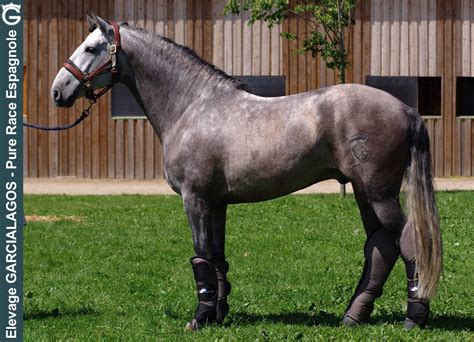 Cheval pur race espagnole avec un bandage sur le sabot