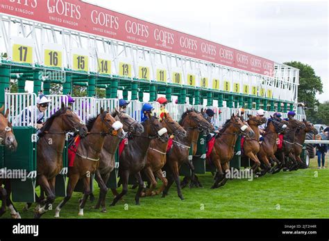 Chevaux au départ d'une course de trot