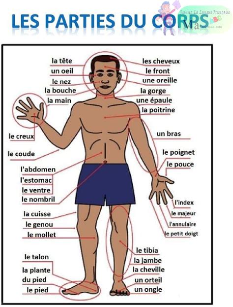 Diagramme montrant les parties du corps des Dragons Anciens qui peuvent être brisées pour obtenir des matériaux