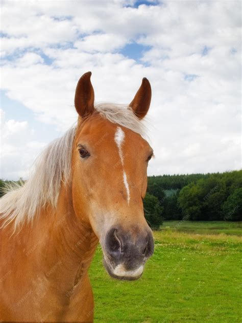 Un poney broutant dans un pré avec un abri