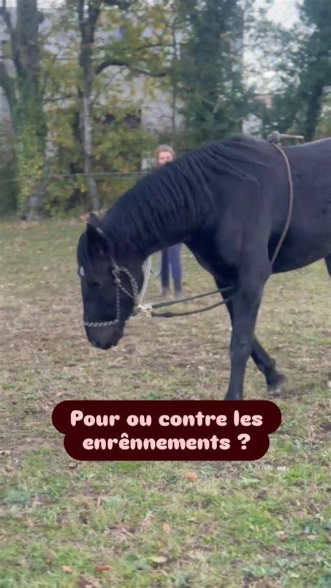 Cheval au travail avec enrênement