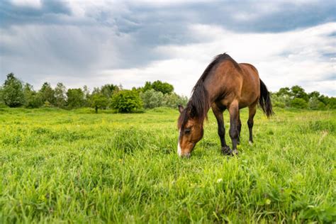 Cheval broutant dans un pré