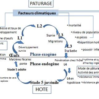 Diagramme du cycle de vie des strongles