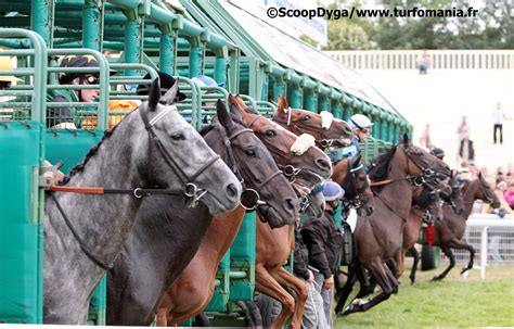 Chevaux de course au départ d'une course