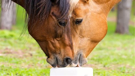 Cheval léchant une pierre à sel