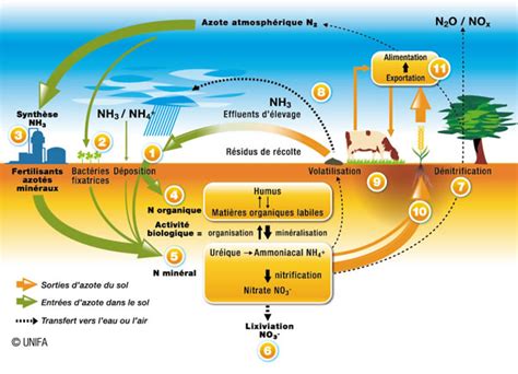 Schéma du cycle de l'azote dans l'environnement