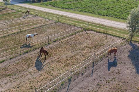 Enfants observant des chevaux dans un paddock