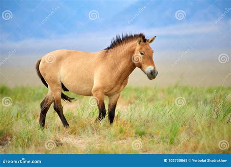Cheval de Przewalski dans un paysage de steppe