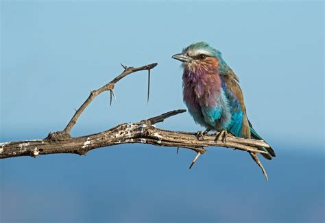 Oiseau perché sur une branche observant attentivement