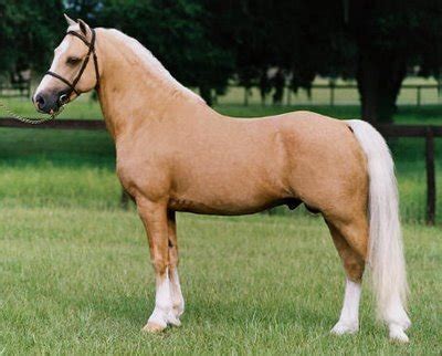 Cheval de robe Palomino