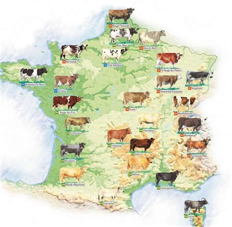 Carte de France indiquant les berceaux de race et les bassins de production de chevaux de trait